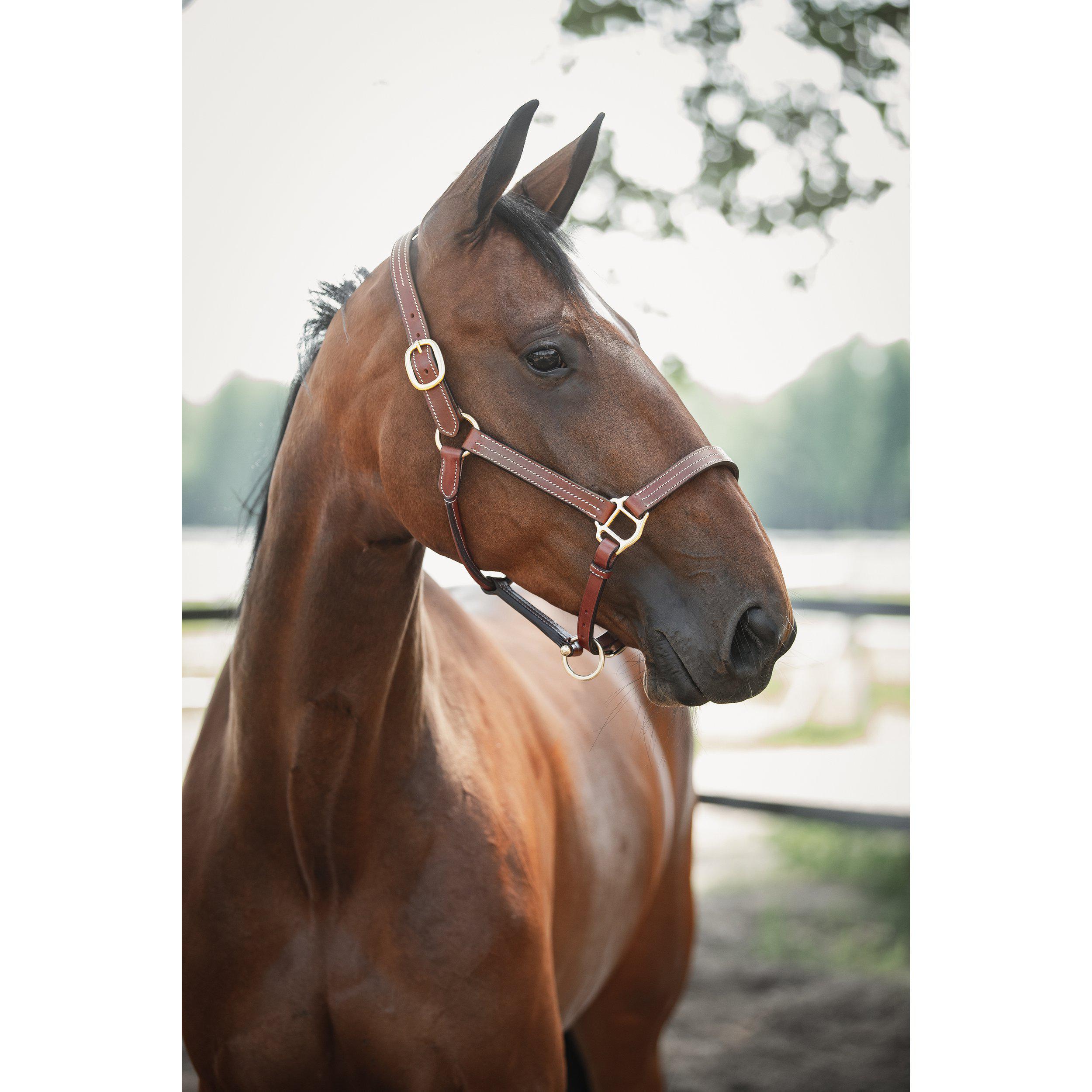 Lädergrimma Lexington | Cob-XF