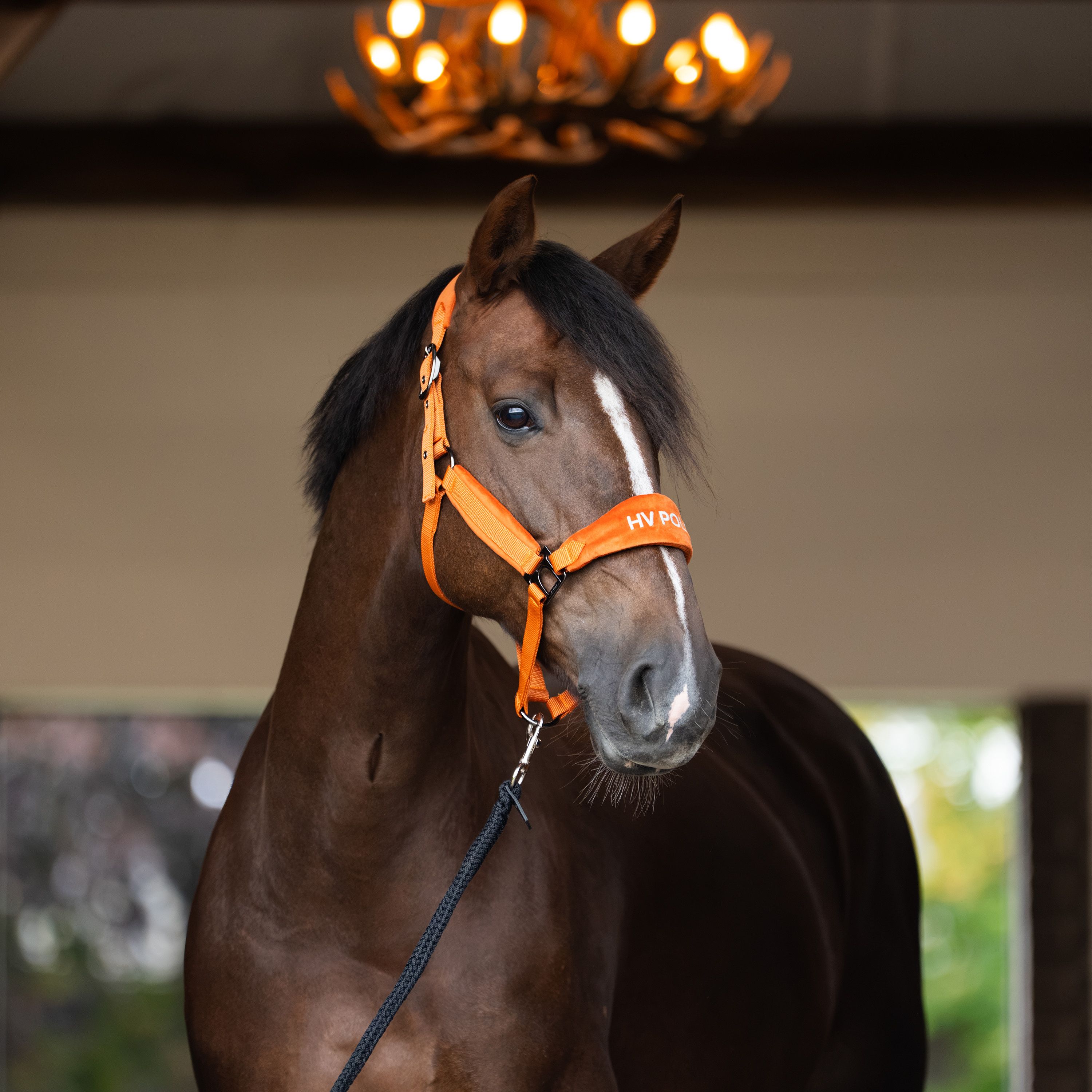 Nylongrimma Luxury | Cob-Full