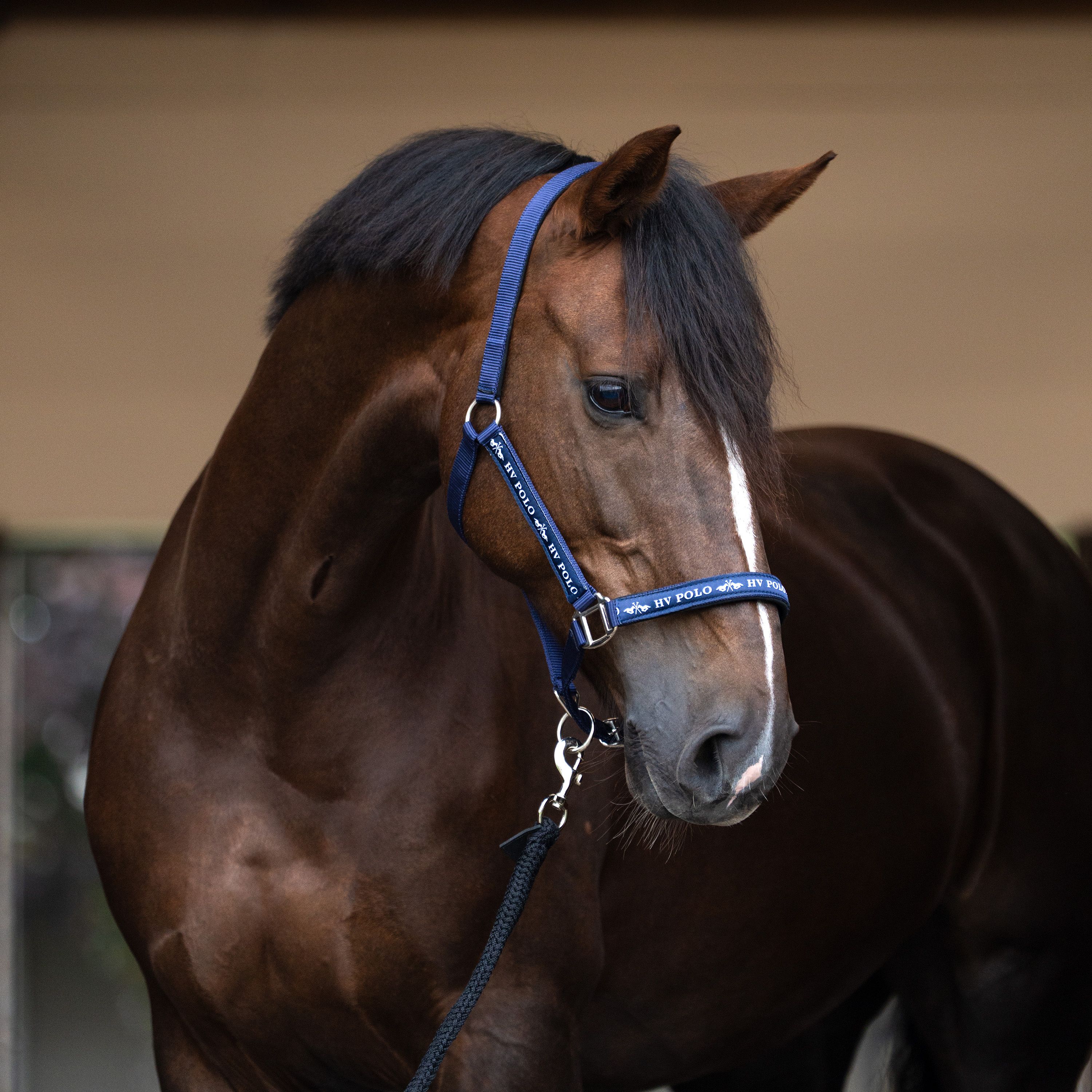 Nylongrimma Nena