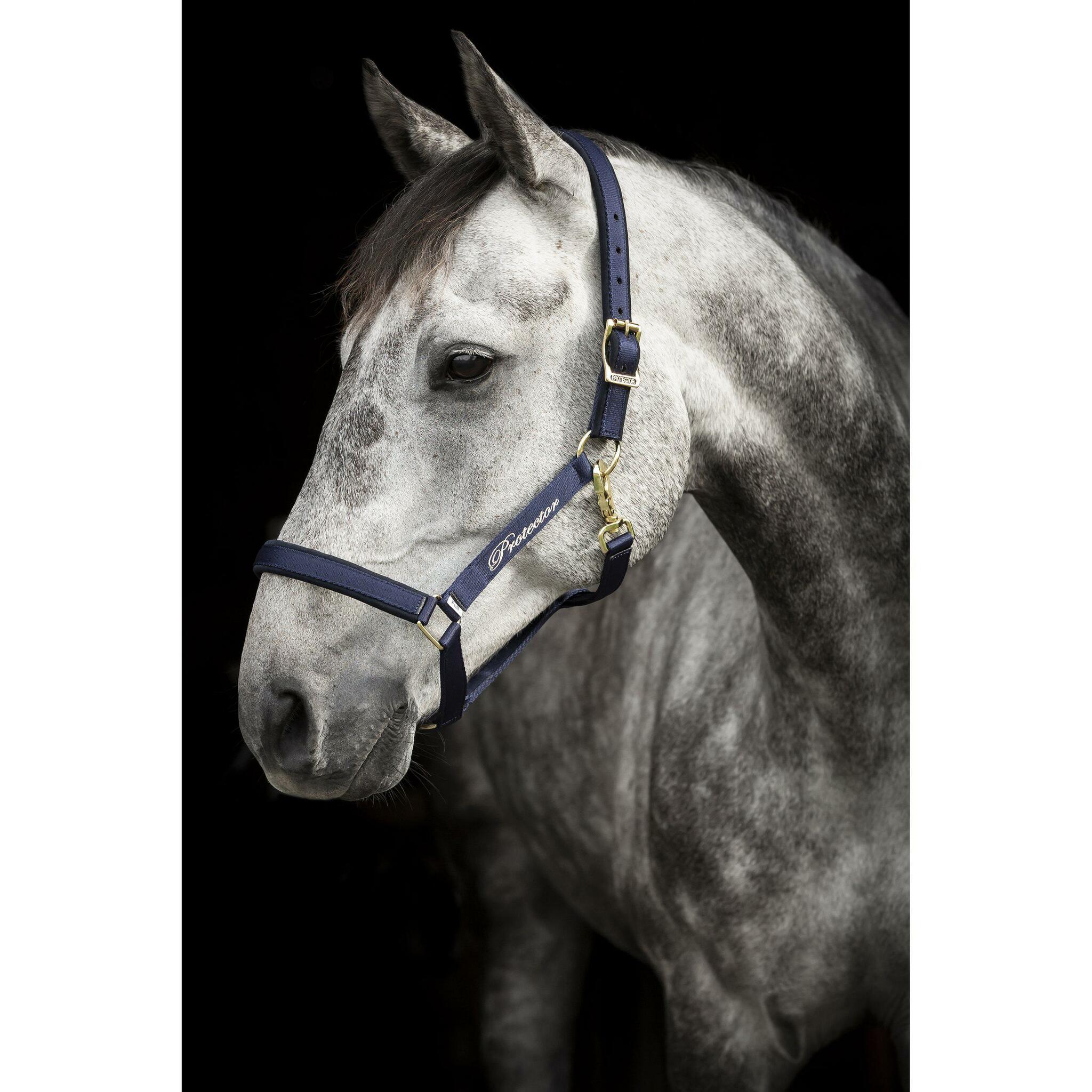 Nylongrimma Derry | Ponny-XF